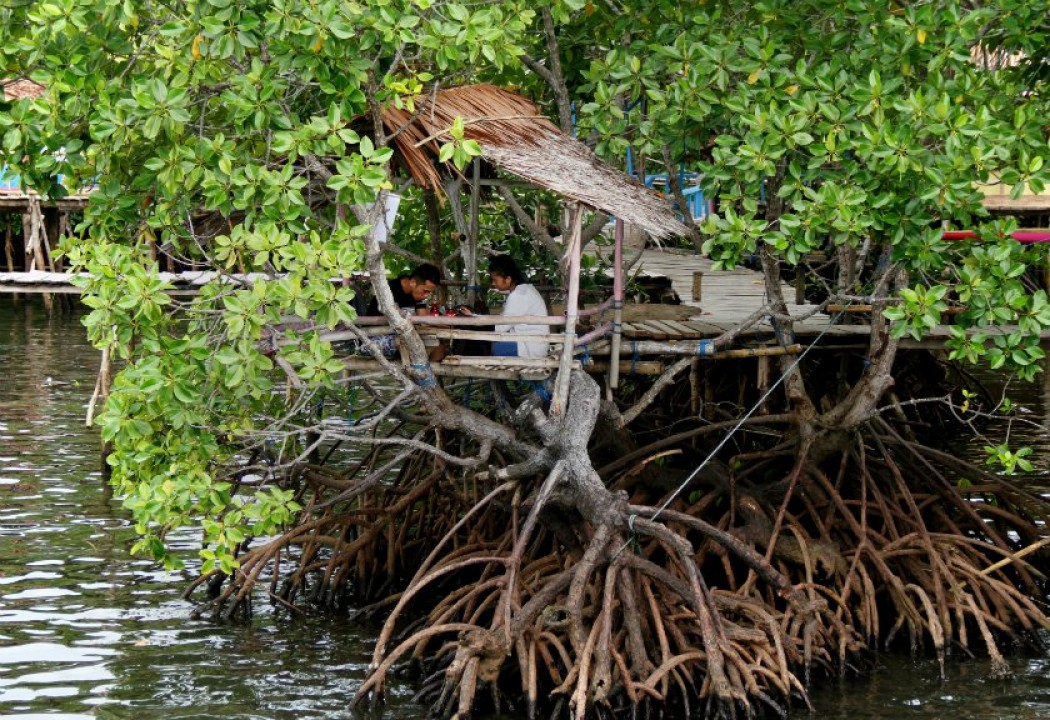 Warga Bangka Belitung Jadikan Dodol Dari Tanaman Mangrove