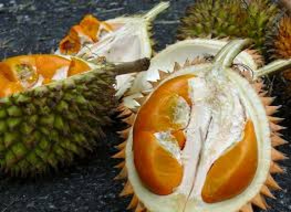 Musim Durian Di Bangka Hampir Tiba