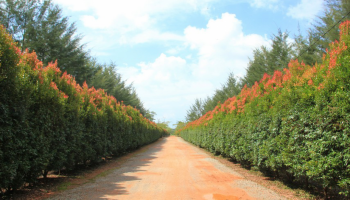 Agrowisata Pangkalpinang Bangka Botanical Garden (BBG)