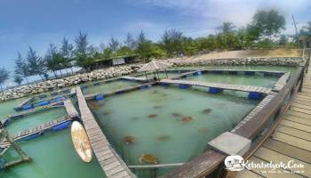Liburan dengan Mengunjungi Penangkaran Penyu Bangka