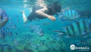 Menyelam Bersama Habitat Ikan-ikan Centil Ini Di Belitung